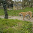 tigres 1