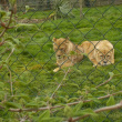 les lionnes